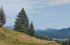 teren Colibita - 2 hectare - acces direct din drumul 173 D - 1