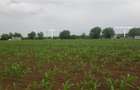 TEREN CU POTENTIAL INDUSTRIAL | 4,35 HA | ARAD, ZADARENI - 8