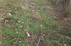 Teren intravilan Ploiesti-Zona Bariera Bucov - 1