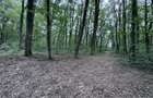 46644 mp teren in Padurea Baneasa proiect exclusivist - 9