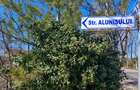 Teren intravilan 13175mp utilitati Ciolpani Strada Alunisului - Padurea Snagov - 6