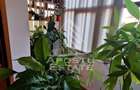 Apartament cu 3 camere de vanzare, 2 bai, zona Dambovita, Timisoara - 8