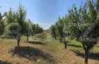 Casa 4 camere, 120 mp, teren 5000 mp, zona Balta Blonda - 7