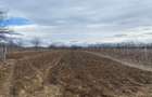 Casa situata in orasul Targu-Carbunesti , Localitatea Floresteni - 6