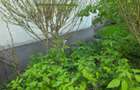 Apartament 2 camere ultrafinisat/mobilat  Aviatiei - Herastrau - 6
