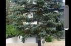 Snagov ghermanesti  vila mobilata  lux 5 cam 5 bai  - 6