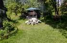 Vand casa & teren, in suprafata de 8000 mp. Rel. la tel. 0741929870. - 2