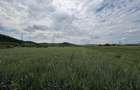 Teren intravilan Criseni 42 de ari 3300eur/ar - 3