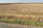Cel mai bun pret! 1.5 ha, lot teren localitatea Nuci, Ilfov - 2