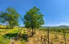 1,35 hectare vie pe rod (Cabernet si Merlot), Siria - 2