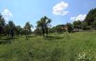 Teren intravilan 8.000 mp, Arefu – Transfăgărășan | livadă, teren plat