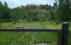 Casă individuală, teren 3275 mp, 6 camere, livadǎ cu pomi fructiferi - 5