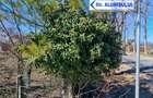 Teren intravilan 13175mp utilitati Ciolpani Strada Alunisului - Padurea Snagov - 2