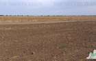 Oferim spre vanzare 6 loturi de teren extravilan (agricol) in Petrachioaia ILFOV - 9