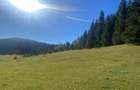 Teren extravilan la Poiana Horea - Belis - 16.000 mp - 2