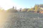 TEREN INTRAVILAN  PLOPU//3000 MP - 2