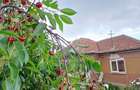 Casa din caramida in centru Dangau Mare, la 40 min de Cluj-Napoca - 1
