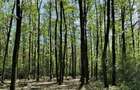 Teren Corbeanca- Darza -deschidere la Padurea Valea Mocanului intre 5 si 38 ha - 2