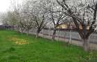 Vând grădină în Tg.Frumos - 4