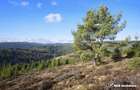 Eco Retreat Land in Apuseni Romania - Poiana Horea - 7