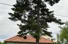 Vand casa la 20 min de București si 15 min de Ploiesti - 8