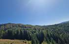 Vindem teren forestier 44165 mp Doabra - Bucovina - 1