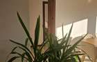 Cluj Napoca, apartament 3 camere - 11