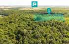 TEREN AGRICOL EXTRAVILAN  22.900 MP LIPOVA - 1