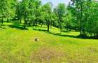 Teren intravilan Talea situat in mijlocul naturii ! - 9