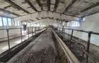Ferma de bovine de inchiriat, 1800 mp, Lazuri - 2