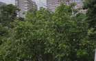 Apartament 2 camere Parc Bazilescu-Bucurestii Noi - 14