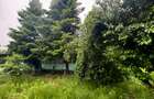 Silistea Snagovului- Gruiu - 4