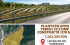Plantatie Afini - Teren-27.211mp+ Constructii-370 mp,Lapugiu de Jos - 6