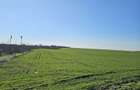 Teren extravilan 8600 mp Livada de Bihor - 3
