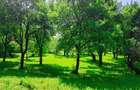 Teren intravilan Talea situat in mijlocul naturii ! - 2