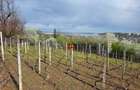 Teren intravilan - 1024 - Bucium - 1