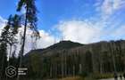 Padure de stejar, Ususau, suprafata 29.800 mp, comision 0% - 1