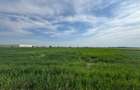 OPORTUNITATE| Teren intravilan 5.000 mp | Ghionea – Ulmi – Giurgiu |dubla D - 6