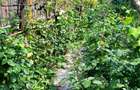 Casă cărămidă stare bună, utilități, garaj, beci, teren 540 mp, zonă fără trafic - 11