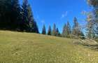 Teren extravilan la Poiana Horea - Belis - 16.000 mp - 6