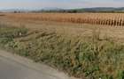 De vanzare teren industrial extravilan de 3.5  ha, în  Codlea zona Sud - 1