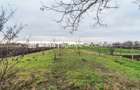 Casă + curte 2.500 mp în Dorobanți - 4