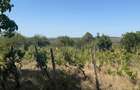 Teren de vis cu casă de vacanță în Oradea: livadă pe rod, panoramă superbă - 5