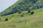 Vanzare – Teren intravilan | Valea Doftanei – Trăisteni | Priveliște munte - 3