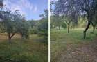 Teren de vacanță 5600 mp cu cabană, Utilitaiile Căsoaia jud Arad - 5