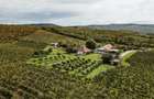 Proprietate istorică , crama +vie DOC + distilerie +loc. evenimente+ 20000 vin - 9