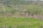 Loturi de teren Aroneanu sat Dorobant - 1