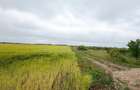 RECO teren extravilan 6400 mp cu dubla deschidere la strada - acces din Dex 16 - 3