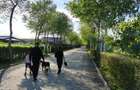 Loturi constructie intre 80-95 Euro/mp - Afumati, Strada Padurii - 8