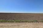 Teren extravilan in Corbu, 5000 MP, zona Plaja Corbu, doar 15 euro/mp - 3